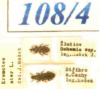 108 - 4 Old Coll.  Curculionidae - = Mesites Ater Lindberg,  1950