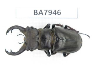 Beetle.  Lucanus Langi.  Tibet,  Motuo County.  1m.  Ba7946.