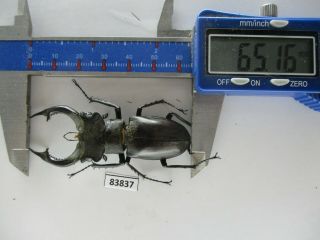 83837 Lucanidae: Lucanus Nobilis.  Vietnam North.  65mm