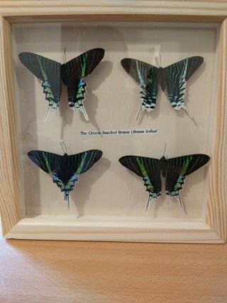Green Banded Urania Day Flying Moths In A Wooden Frame With Glass (9 X 9 Frame)