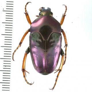 Lomaptera Mycterophallus - Cetoniinae From Lae Province,  Papua Guinea Png
