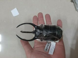 34470 Vietnam Beetles Chalcosoma Caucasus (a1,  Size:117mm)