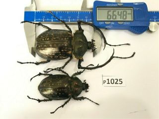 P1025 Cerambycidae Lucanus Insect Beetle Coleoptera Vietnam