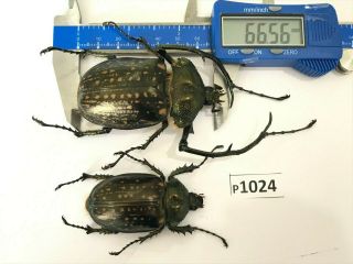 P1024 Cerambycidae Lucanus Insect Beetle Coleoptera Vietnam