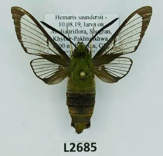 Sphingidae,  Hemaris Saundersii,  Male,  A1 -,  Pakistan