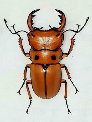 Homoderus Mellyi Male Huge 46mm,  Lucanidae Lucaniidae Cameroon
