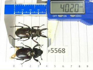 P5568 Cerambycidae Lucanus Insect Beetle Coleoptera Vietnam