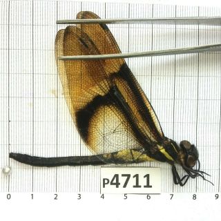 P4711 Cerambycidae Lucanus insect beetle Coleoptera Vietnam 2