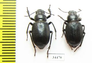 Tenebrionidae,  Idiesa Fischeri,  Kazakhstan