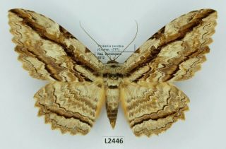 Erebidae,  Thysania Zenobia,  Male,  A2 -,  Dominican Republic