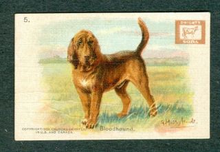 1902 Bloodhound Dog Card Church & Dwight Soda J13a Small G Muss Arnolt Champion