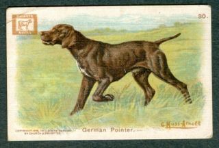 1910 German Pointer Dog Card Church & Dwight J14a Small G Muss Arnolt Art