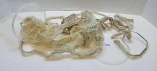 ☆taxidermy - 32oz Cup - Molted/shed Snake Skins - From " 1 " - " 2 " Ft - Reptile - Jewelry☆x5☆