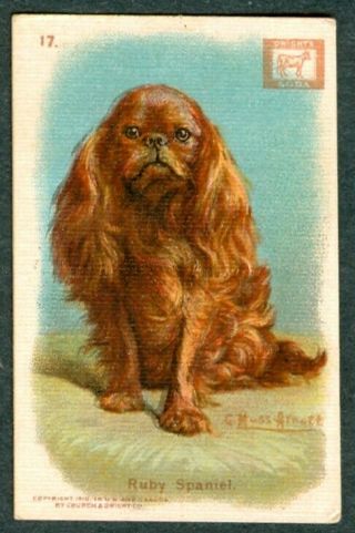 1910 Ruby Spaniel Dog Card Church & Dwight J14a Small G Muss Arnolt Art