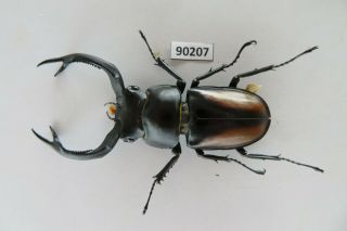 90207 Lucanidae,  Rhaetulus Crenatus.  Vietnam North.  60mm