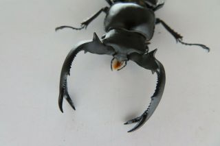 90207 Lucanidae,  Rhaetulus crenatus.  Vietnam North.  60mm 2