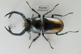90240 Lucanidae,  Rhaetulus Crenatus.  Vietnam North.  61mm