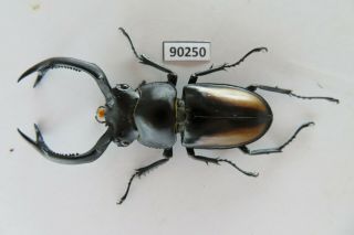 90250 Lucanidae,  Rhaetulus Crenatus.  Vietnam North.  60mm