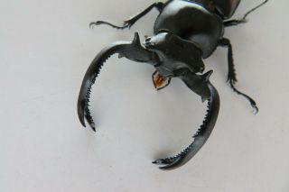 90250 Lucanidae,  Rhaetulus crenatus.  Vietnam North.  60mm 2