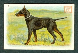 1910 Manchester Terrier Dog Card Church & Dwight J14a Small G Muss Arnolt Art