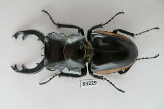 83229 Lucanidae,  Odontolabis Cuvera.  Vietnam North.  83mm
