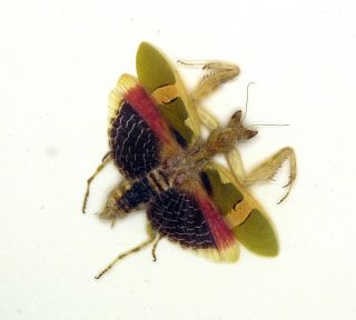 Mantidae - Mantidae Sp - Colourful Mantidae - Cameron Highlands,  Malaysia - Rare
