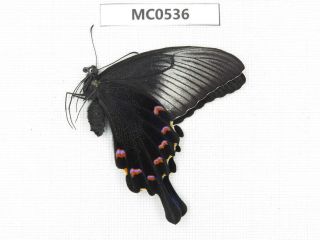 Butterfly.  Papilio Dehaani Ssp.  Shandong,  Zaozhuang.  1f.  Mc0536.
