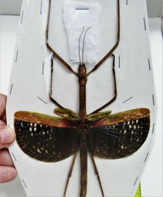 Seram Island Winged Stick Bug Anchiale Maculata Female Spread Fast From Usa