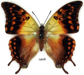 Butterfly - 1 X Mounted Female Charaxes Candiope (a1 -)