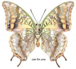 Butterfly - 1 x mounted female Charaxes candiope (A1 -) 2