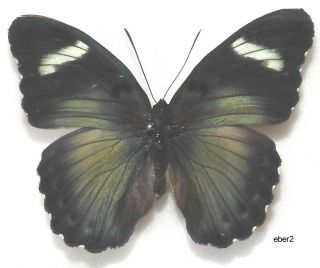 Euphaedra Eberti Set X1 Central African Real Fm Butterfly A1 - Entomology