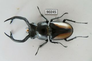 90245 Lucanidae,  Rhaetulus Crenatus.  Vietnam North.  61mm