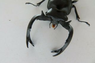 90245 Lucanidae,  Rhaetulus crenatus.  Vietnam North.  61mm 2