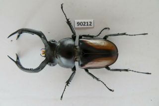 90212 Lucanidae,  Rhaetulus Crenatus.  Vietnam North.  63mm