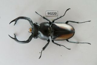 90220 Lucanidae,  Rhaetulus Crenatus.  Vietnam North.  63mm