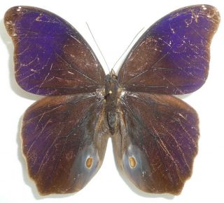 Eryphanis Reevesii Male From Santa Catarina,  Brazil