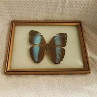 Vtg Blue Brown Real Butterfly Taxidermy Insect Wood Frame Display Convex Glass