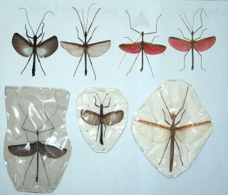 Phasmidae,  7 From West Kalimantan