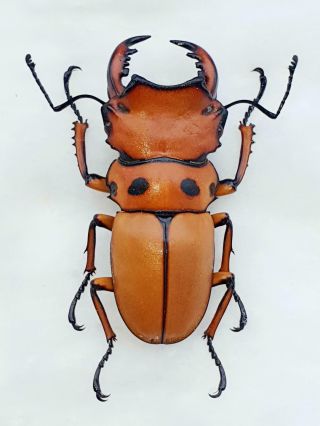 Homoderus Mellyi Male Huge 46mm Lucanidae Lucaniidae Cameroon