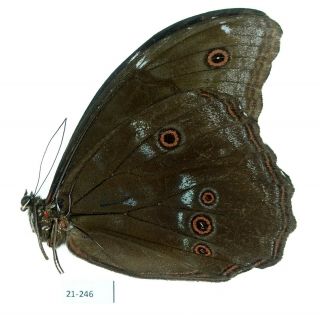 MORPHO MENELAUS OCCIDENTALIS MALE | HUANUCO,  PERU | AS PICTURED A1 - | 21 - 246 2