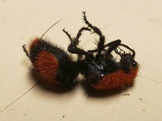Cow Killer Ant Dasymutilla Occidentalis Red Velvet Ant Usa Real Insect Framed