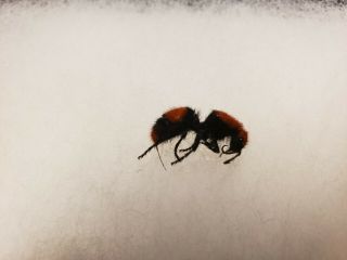 Cow Killer Ant Dasymutilla occidentalis Red Velvet Ant USA real insect Framed 2
