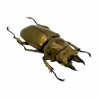 Bronze Golden Beetle Allotopus Rosenbergi Indonesian Insect Specimen (f)