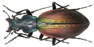28.  Carabidae - Carabus (ceroglosus) Buqueti Ssp.  Lepidus.  Female