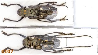 Cerambycidae: Batocera Humeridens Ssp.  M A1 50 Mm,  F A1 52 Mm,  1 Pair