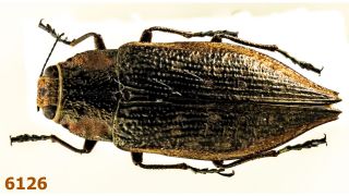 Buprestidae: Polybothris Sp.  A2,  17 Mm,  Pinned,  1 Pc