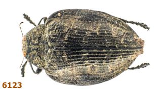 Buprestidae: Polybothris Multiguttata A1,  24 Mm,  Pinned,  1 Pc