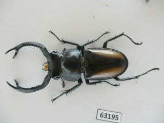 63195 Lucanidae,  Rhaetulus Crenatus.  Vietnam N.  57mm