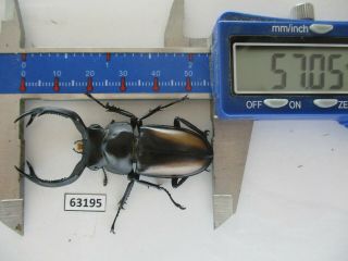 63195 Lucanidae,  Rhaetulus crenatus.  Vietnam N.  57mm 2