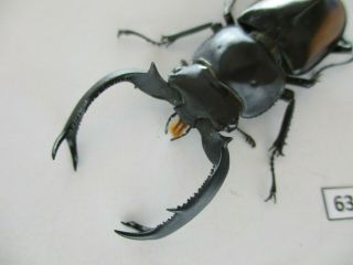 63195 Lucanidae,  Rhaetulus crenatus.  Vietnam N.  57mm 3